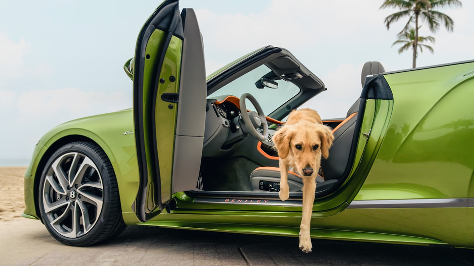 Компания Bentley открыла единственный в своем роде специализированный спа-салон для домашних животных Bentley Pet Spa