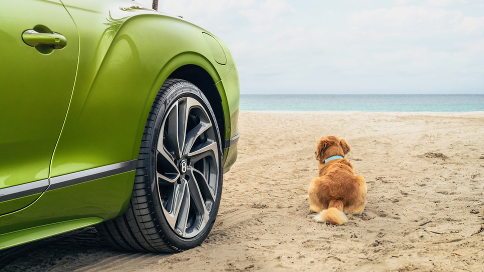 Компания Bentley открыла единственный в своем роде специализированный спа-салон для домашних животных Bentley Pet Spa