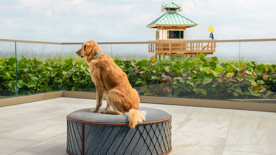 В Майами скоро будет готов к заселению ЖК Bentley Residences. Помимо собственного пляжа в нем предусмотрен спа-салон для домашних животных