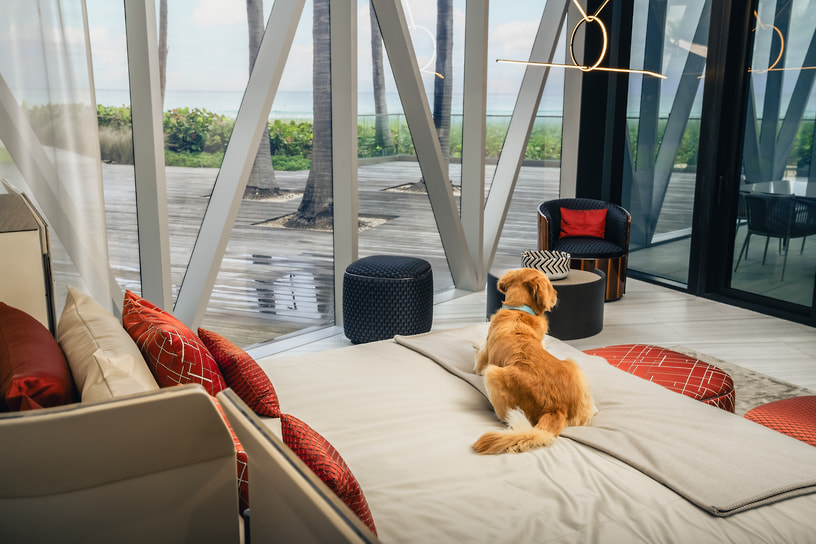 В Bentley Residences Miami можно комфортно разместиться вместе со своими четвероногим другом